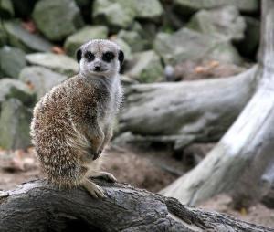 Erdmännchen im Zoo Hoyerswerda